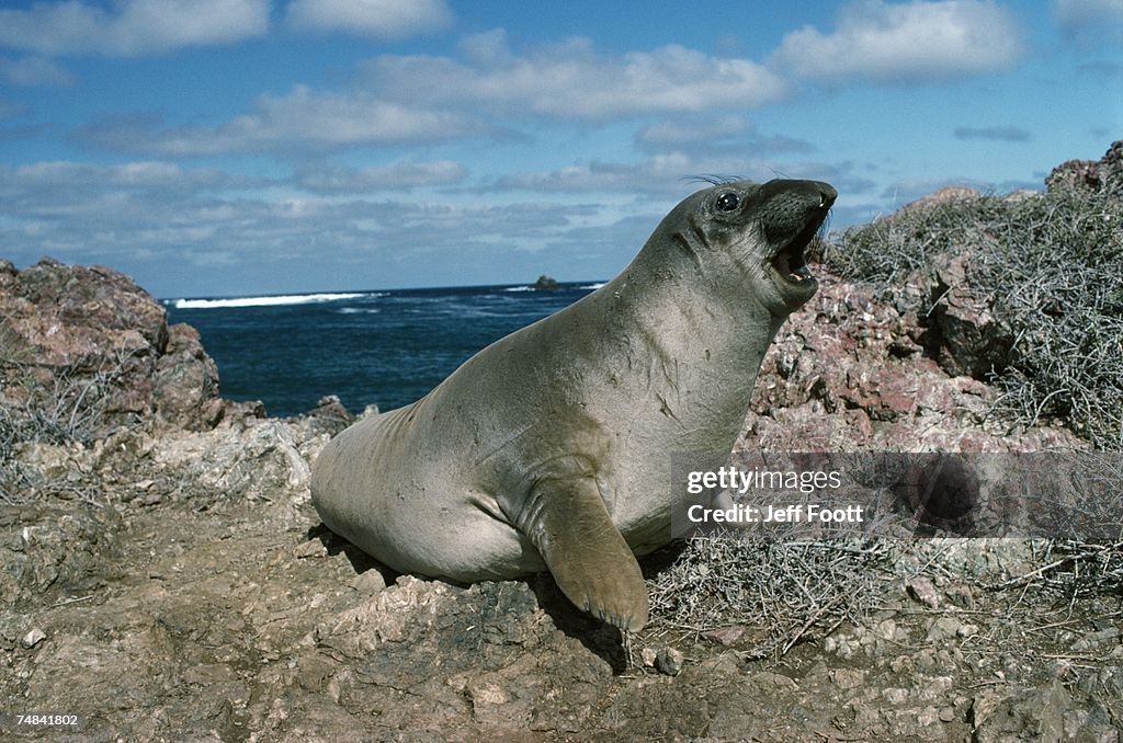 Northern elephant seal on rock near sea.