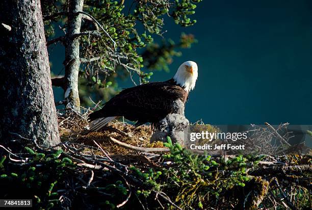 bald eagle with chicks at nest. kachemak bay, alaska usa - female bald eagle 個照片及圖片檔