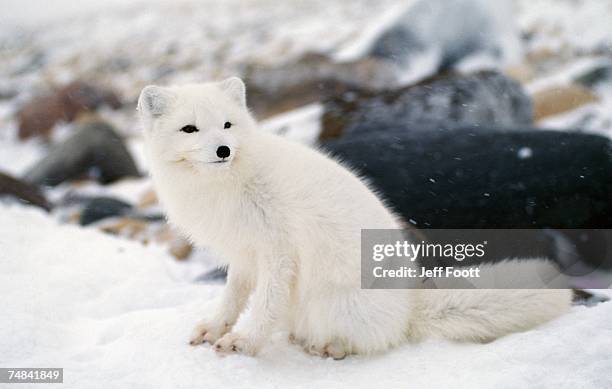 arctic fox in winter coat, hudson bay, canada - arctic fox stock pictures, royalty-free photos & images