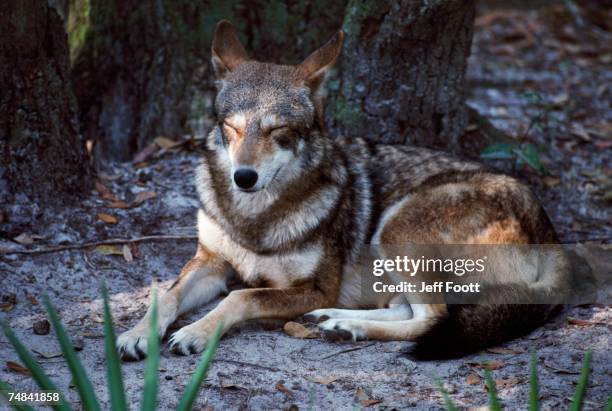 red wolf sleeping (canis rufus). usa - sleeping wolf stock pictures, royalty-free photos & images