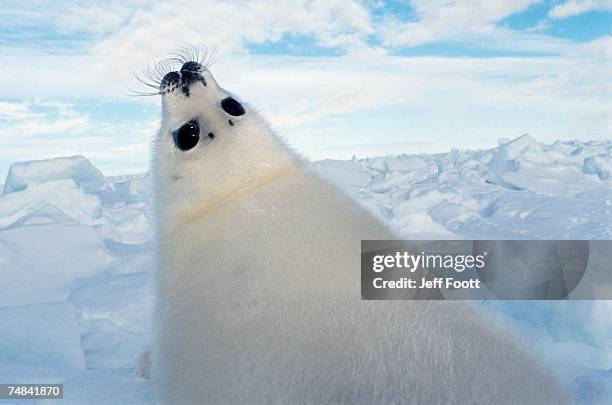 harp seal pup calling. - harp seal stock pictures, royalty-free photos & images