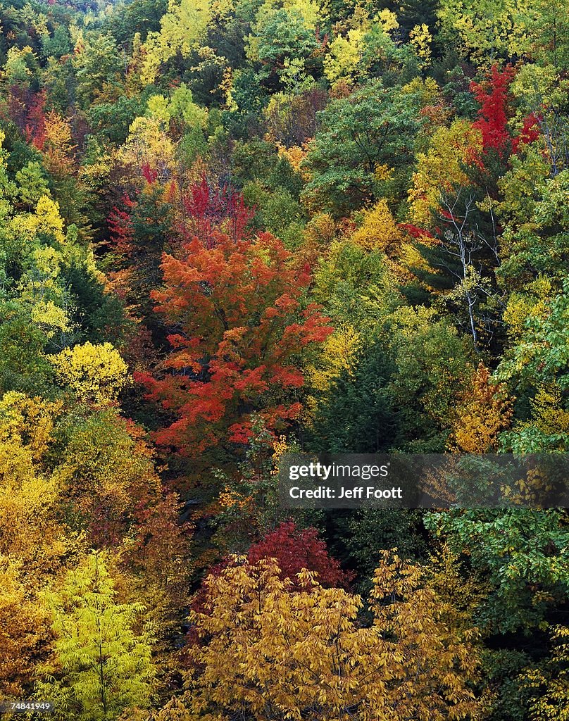 USA, Maine, Autumn maple trees