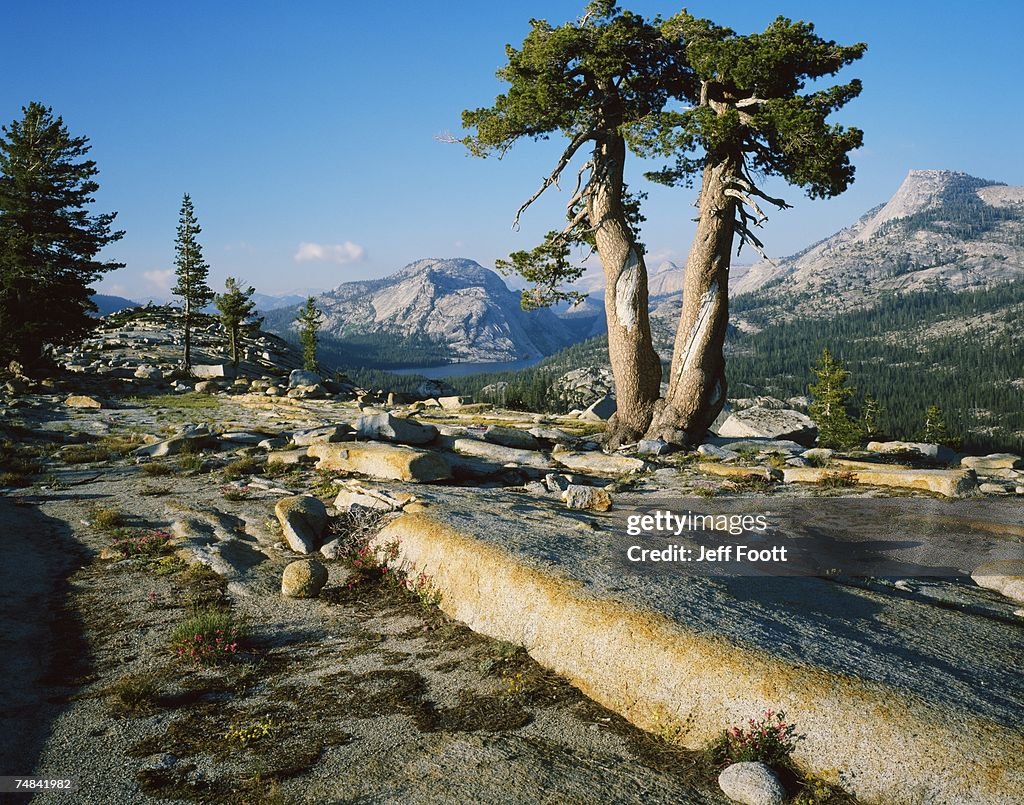 USA, California, Yosemite National Park
