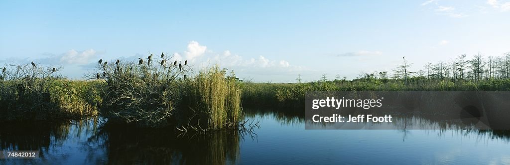 View Of Weeds Growing In A Swamp, Everglades National Park, Florida, USA