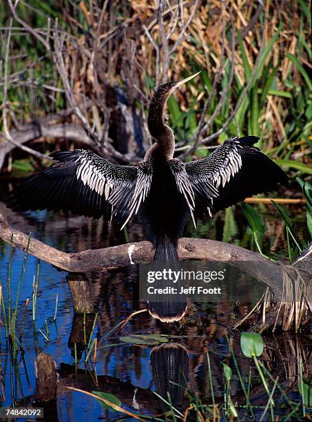 Anhinga Drying 468 Drying Wings Stock Photos, High-Res Pictures, and Images - Getty Images