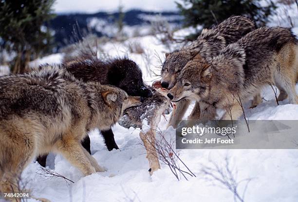 gray wolves feeding on a mule deer. canis lupus. montana. - mule deer 個照片及圖片檔