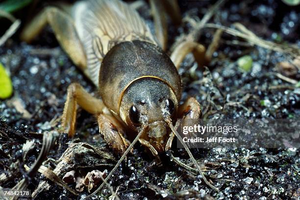 mole cricket on ground. gryllotalpa hexadactyla. florida. - mole cricket stock pictures, royalty-free photos & images
