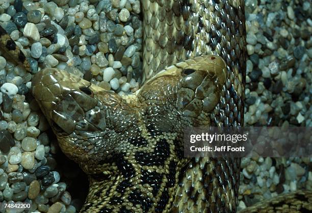 two-headed gopher snake is twice as much trouble. - bull snake stock pictures, royalty-free photos & images