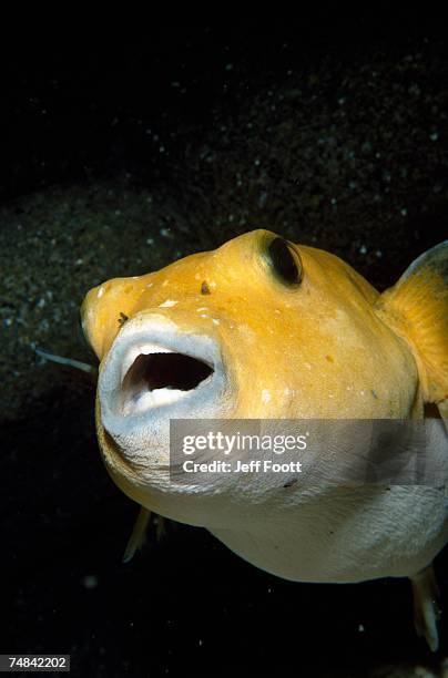 detail of the face of a golden puffer. arothron meleagris. los frailes bay, baja, mexico. - arothron puffer stock pictures, royalty-free photos & images