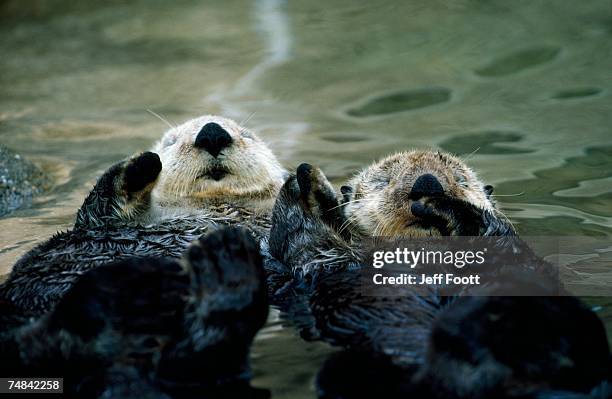 sea otters lay on back in water. enhydra lutris. - sea otter (enhydra lutris) stock pictures, royalty-free photos & images