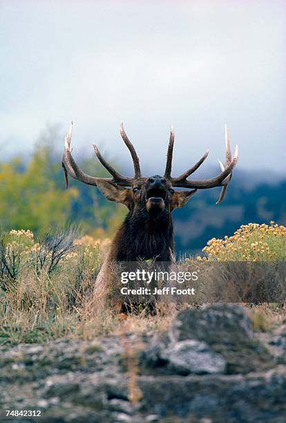 bull elk bugles. cervus canadensis. yellowstone national park, wyoming. - bramar fotografías e imágenes de stock