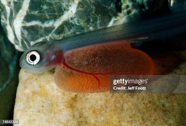 A. Levin Fish Alevin Photos and Premium High Res Pictures - Getty Images