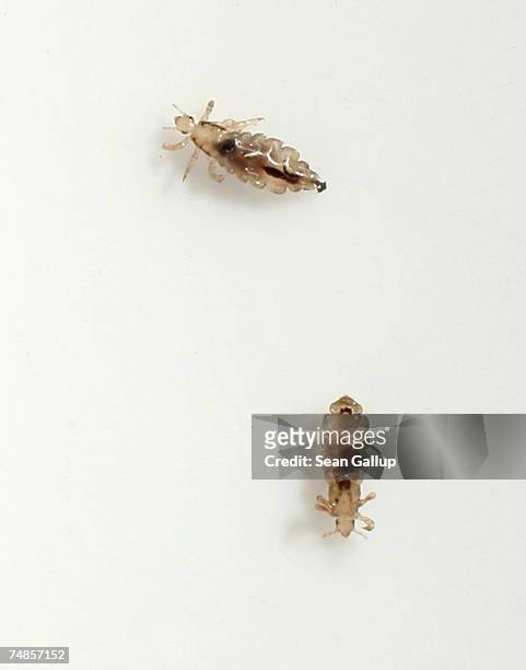 Two head lice crawl on a piece of paper after having been removed from the hair of a little boy June 22, 2007 in Berlin, Germany. Summer weather in...