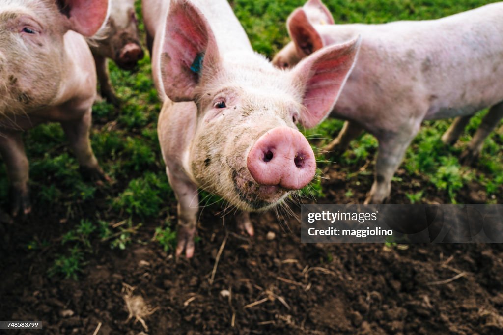Portrait Of Pig Standing In Farm
