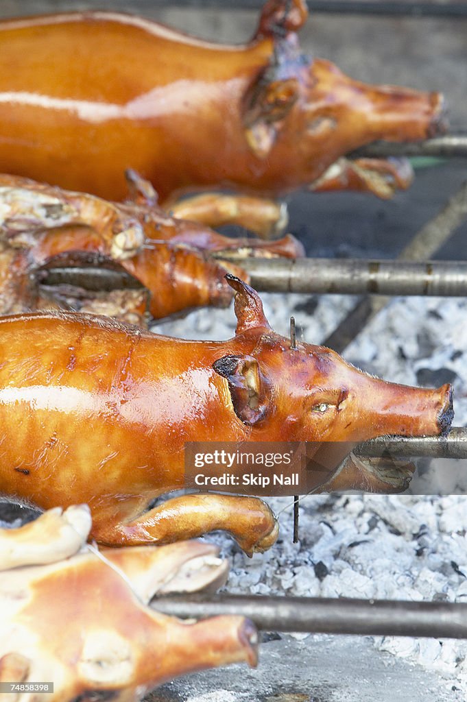 Cooking pig (lechon baboy) over hot coals