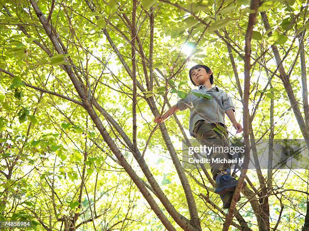 Tree Walkboy 117,809 Boy In A Tree Stock Photos, High-Res Pictures, and Images ...