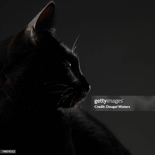 black cat, close-up - camouflaged cat ストックフォトと画像