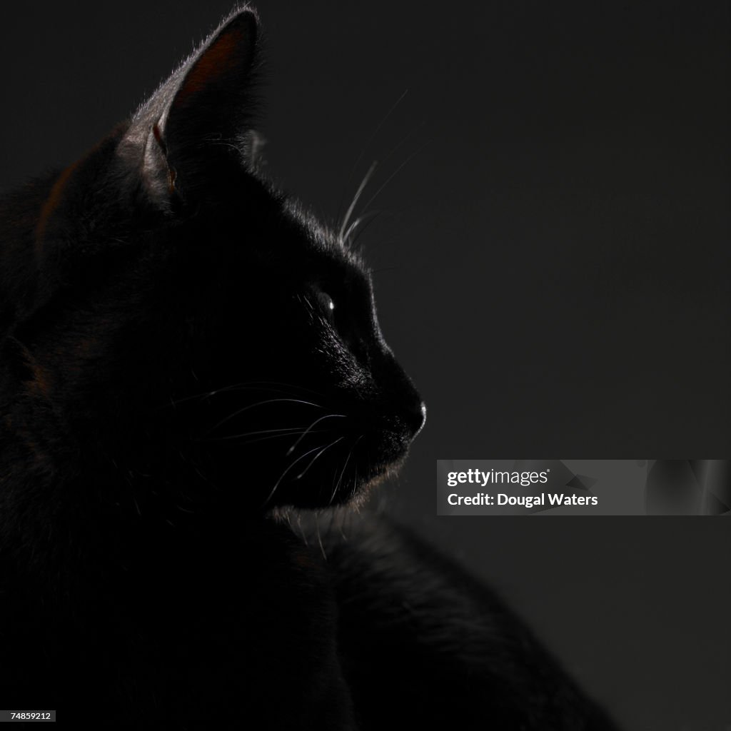 Black cat, close-up