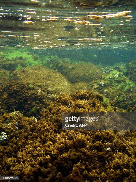 Picture dated 26 July 2006 shows toxic algea "Ostreopsis ovata", in Genoa. Ostreopsis ovata are single-cell algae normally found in tropical waters...