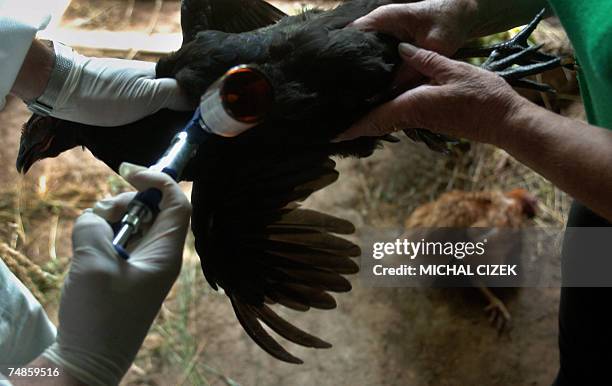 Poultry Injection 194 Poultry Injection Stock Photos, High-Res Pictures, and Images ...