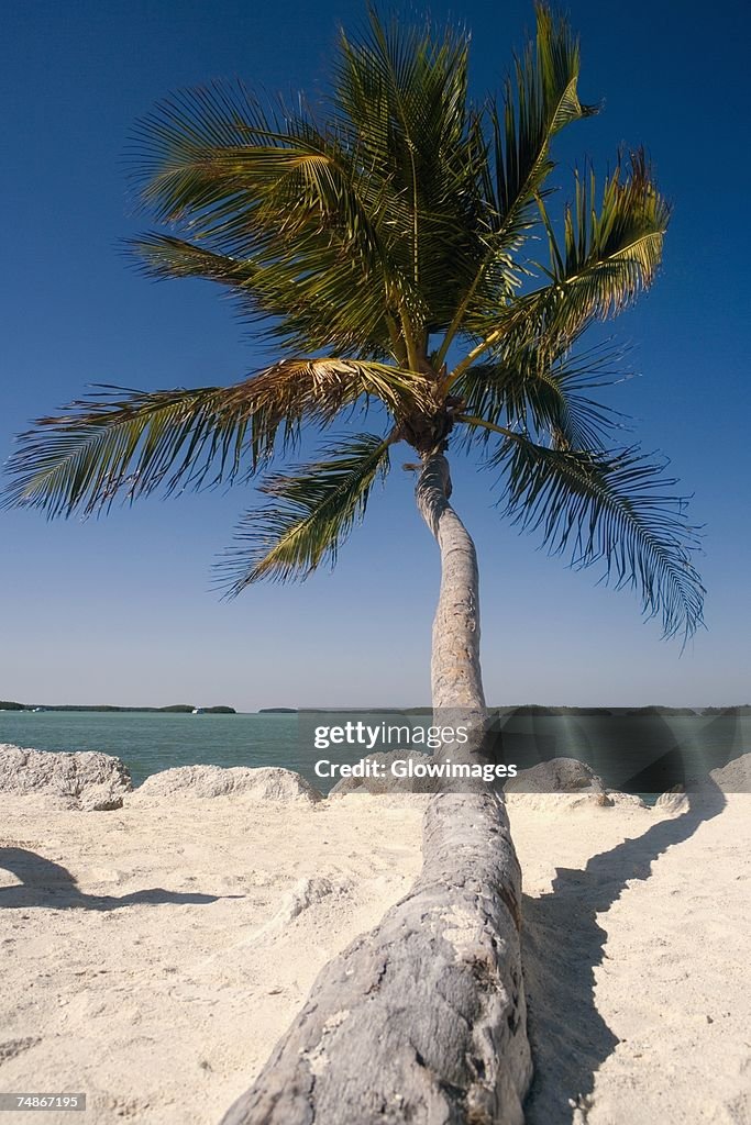 Close-up of a palm tree on the beach