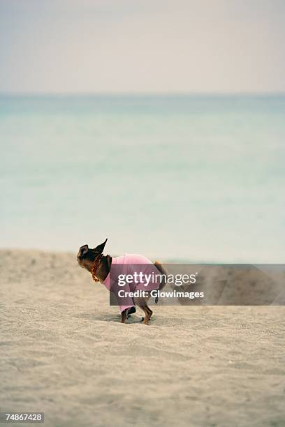 side profile of a dog defecating on the beach - men taking a dump stockfoto's en -beelden