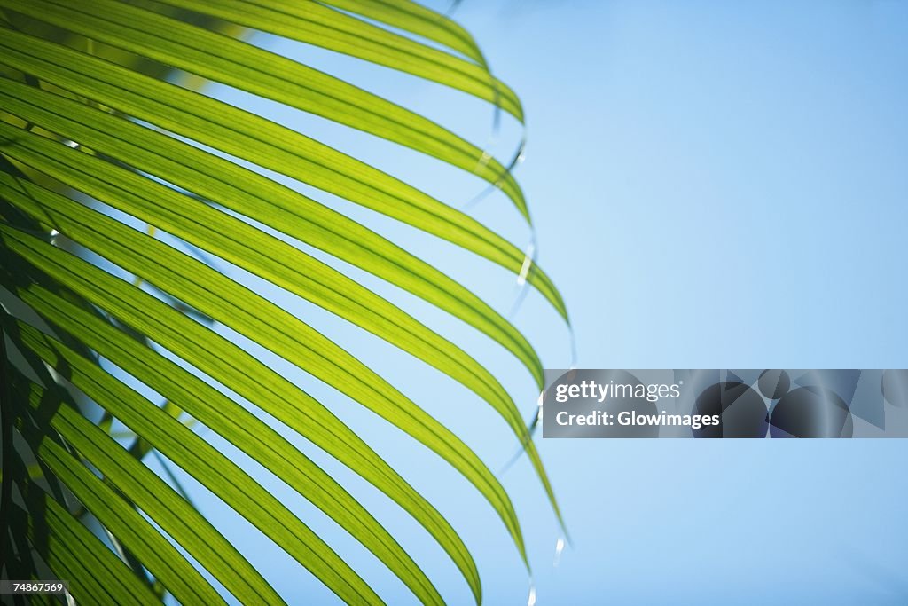 Close-up of a frond