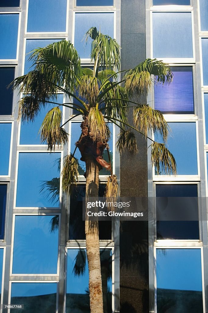 Low angle view of a palm tree in front of a building