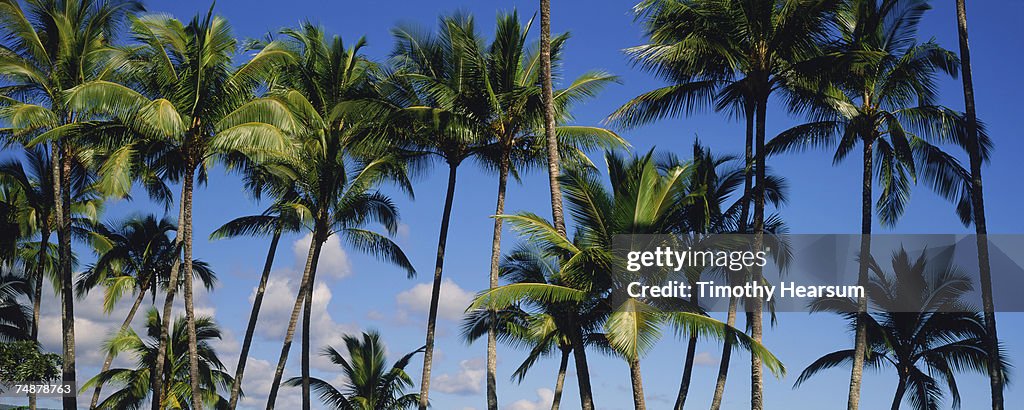 USA, Hawaii, Big Island, Hilo, palm trees