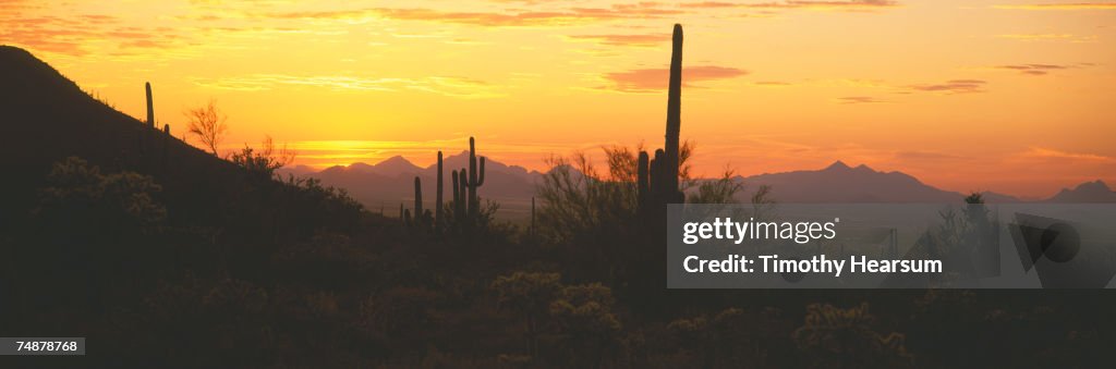 USA, Arizona, Saguaro Cactus National Monument, Saguaro cactus, sunset