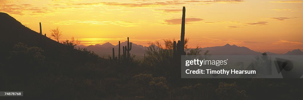 USA, Arizona, Saguaro Cactus National Monument, Saguaro cactus, sunset