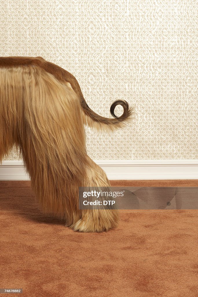 Afghan hound standing in room, end section