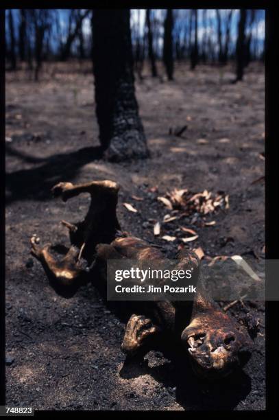The charred remains of a koala burned in a bush fire lies on the ground December 15, 1997 in Coonabarabran, five hundred kilometers from Sydney,...