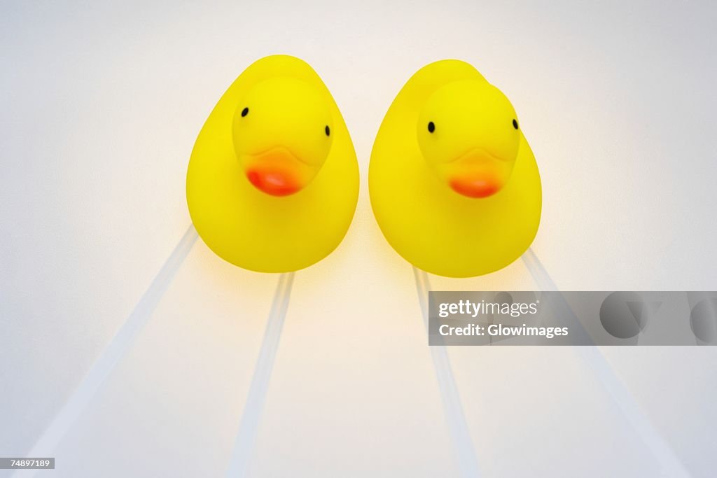 Close-up of two rubber ducks