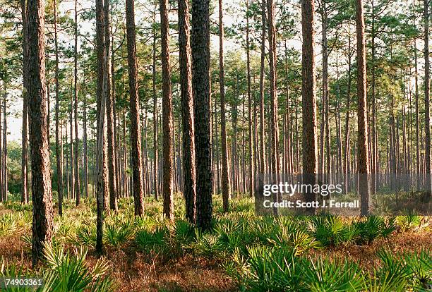 Palmetto grows under a canopy of longleaf pines.