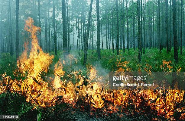 Controlled burn in the Apalachicola National Forest in Florida consumes palmetto and other woody underbrush, creating more natural habitat for trees...