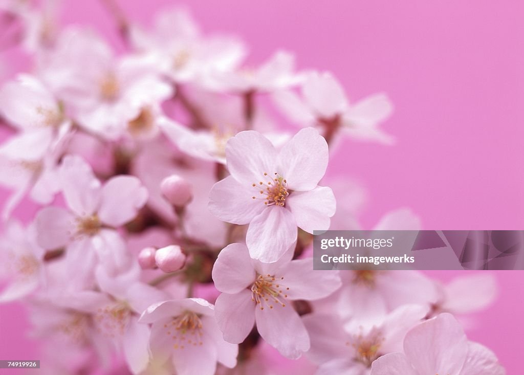 Cluster of pink flowers