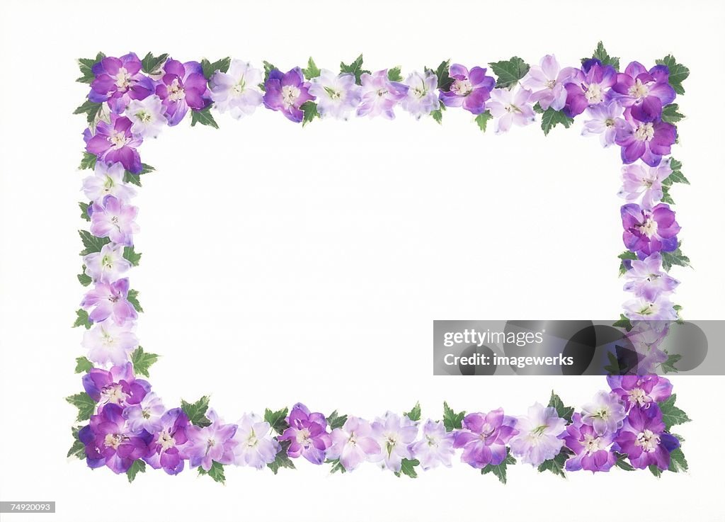 A frame of purple flowers