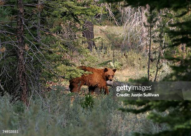 Brown bear walks through a meadow after descending a tree near the Angora fire line June 27, 2007 in South Lake Tahoe, California. An estimated 1,900...