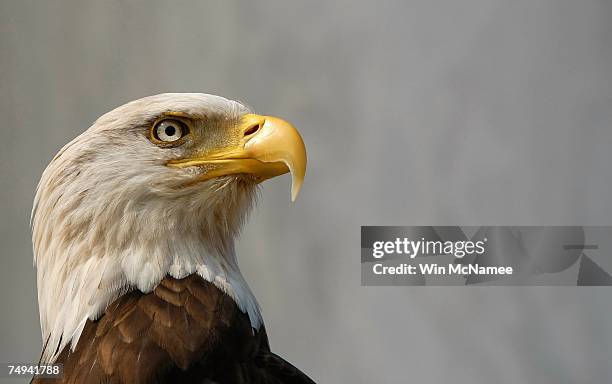 24 Bald Eagle Removed From Endangered Species List Photos and Premium High Res Pictures - Getty Images 24 Bald Eagle Removed From Endangered Species List Photos and Premium High Res Pictures - Getty Images