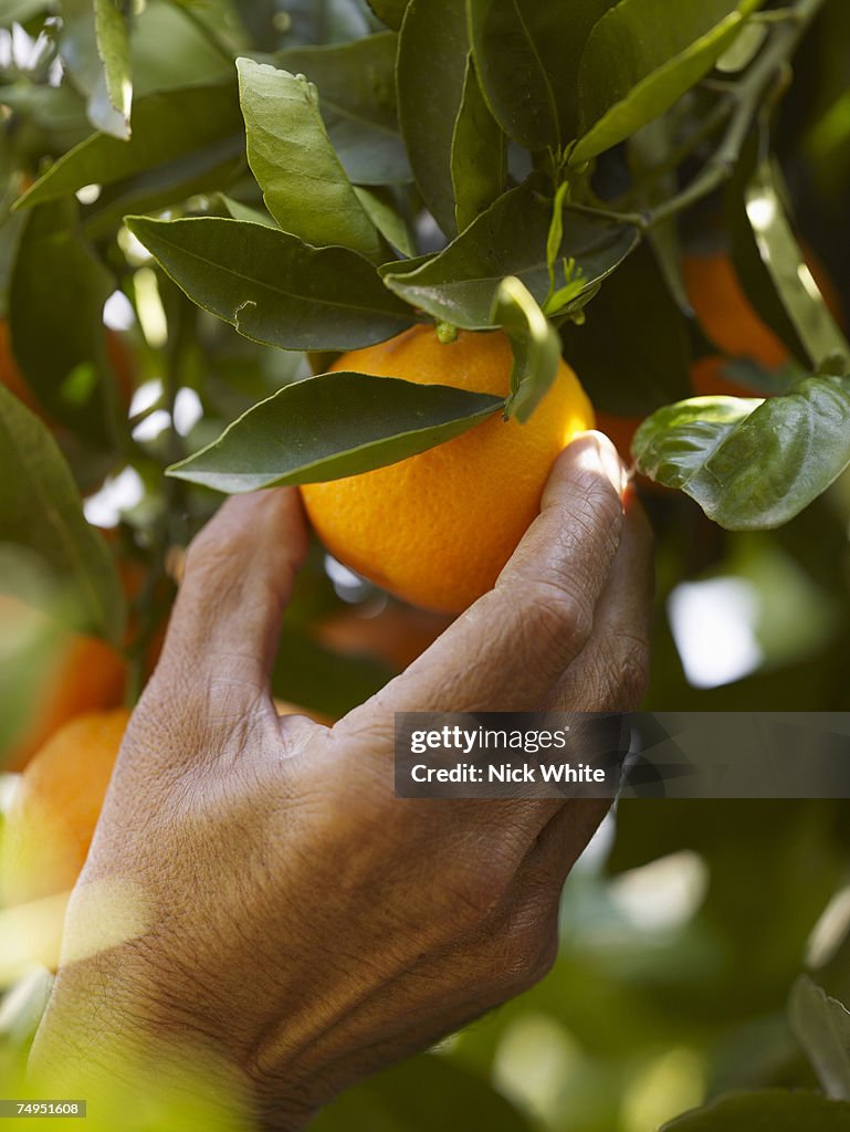 Senior man picking orange, close-up