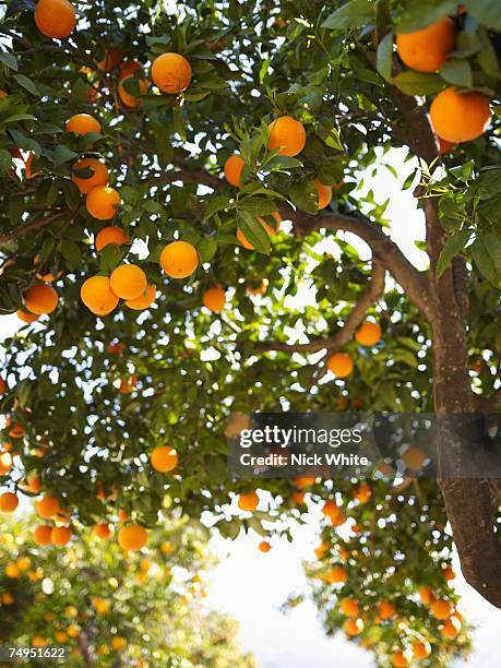 oranges on tree in orchard - オレンジの木 ストックフォトと画像