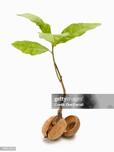 oak tree sapling (quercus robor) and acorn - acorns stock pictures, royalty-free photos & images