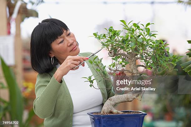 senior asian woman pruning bonsai tree - early retirement stockfoto's en -beelden