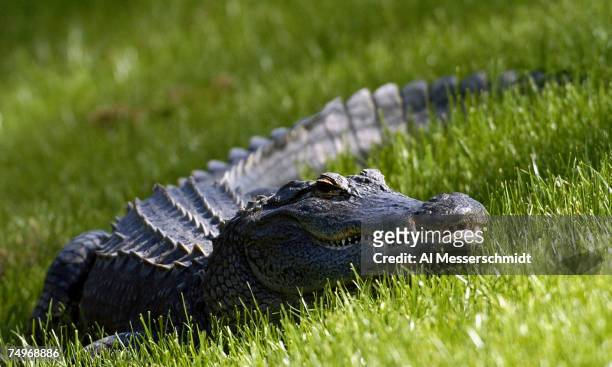 Florida alligator watches the action from the ninth fairway during third-round play at the PGA Tour's Players Championship March 27, 2004.