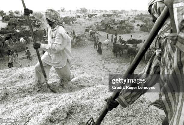 Fodder Worker Roger Hay Photos and Premium High Res Pictures - Getty Images