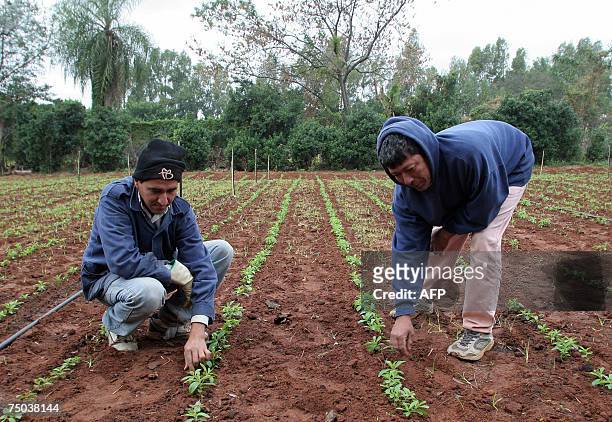 Workers clean experimental flowerbeds sowed with stevia plants at the Imperio Guarani company, 10 km from Asuncion, Paraguay, 27 June 2007. The...