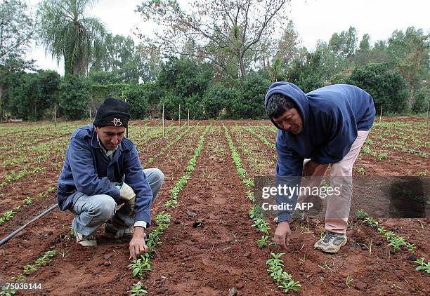 Workers clean experimental flowerbeds sowed with stevia plants at the Imperio Guarani company, 10 km from Asuncion, Paraguay, 27 June 2007. The...