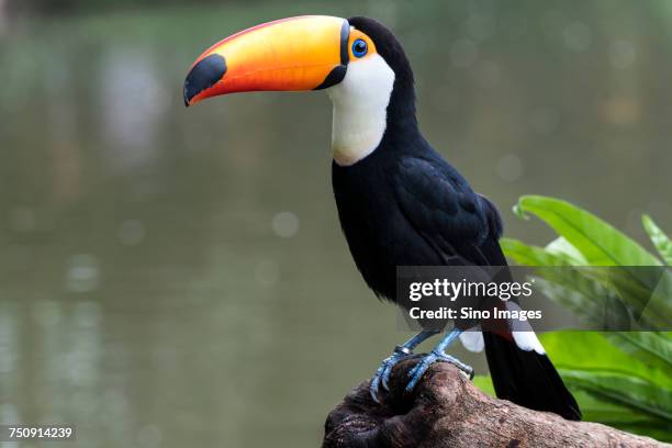 side view of black bird with orange beak - black bird with orange beak stock pictures, royalty-free photos & images