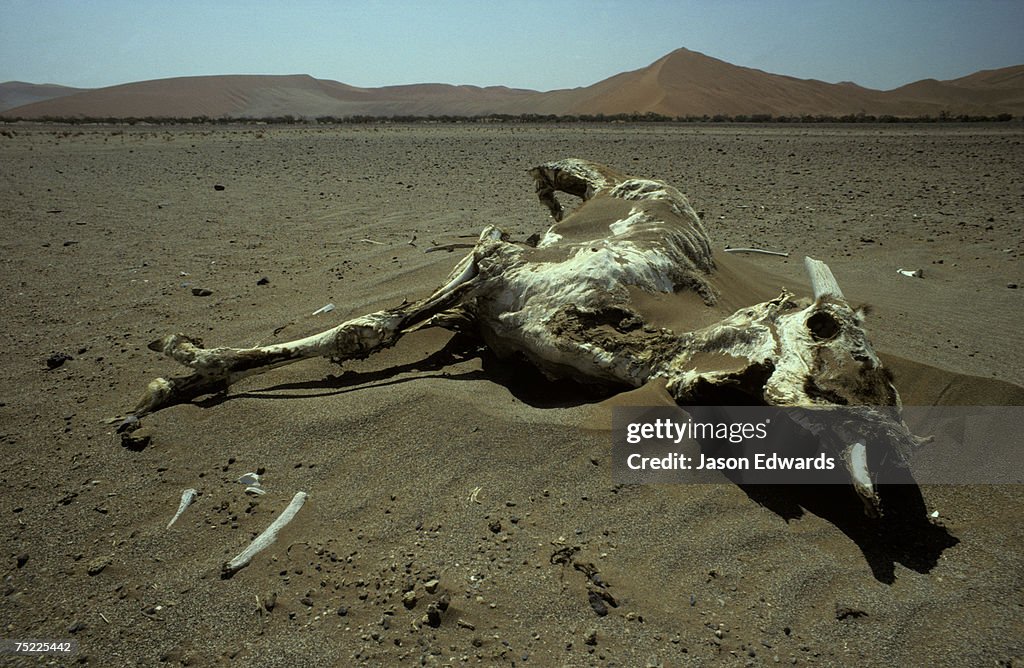 Great Southern Dune Field, Skeleton Coast, Namibia.